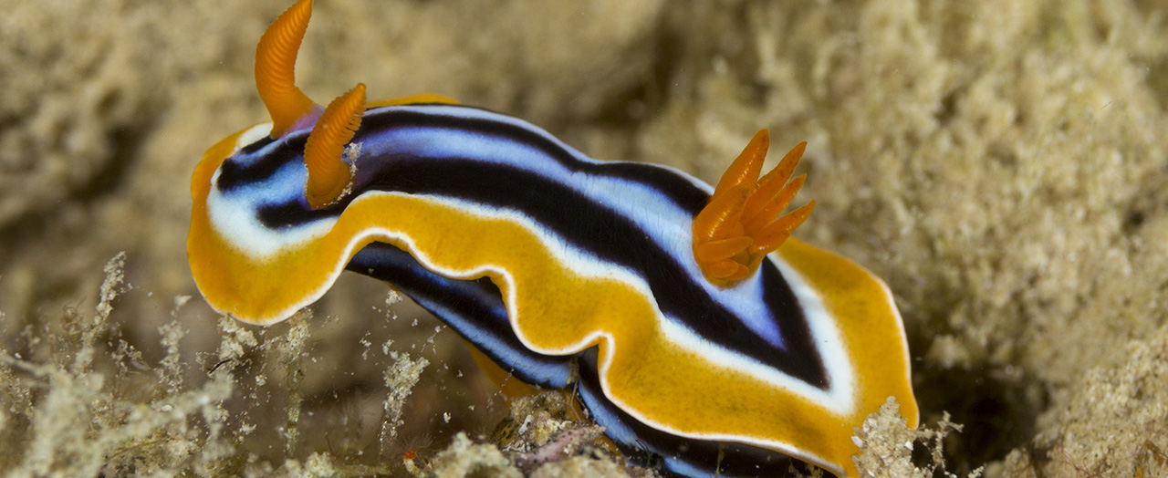 Underwater